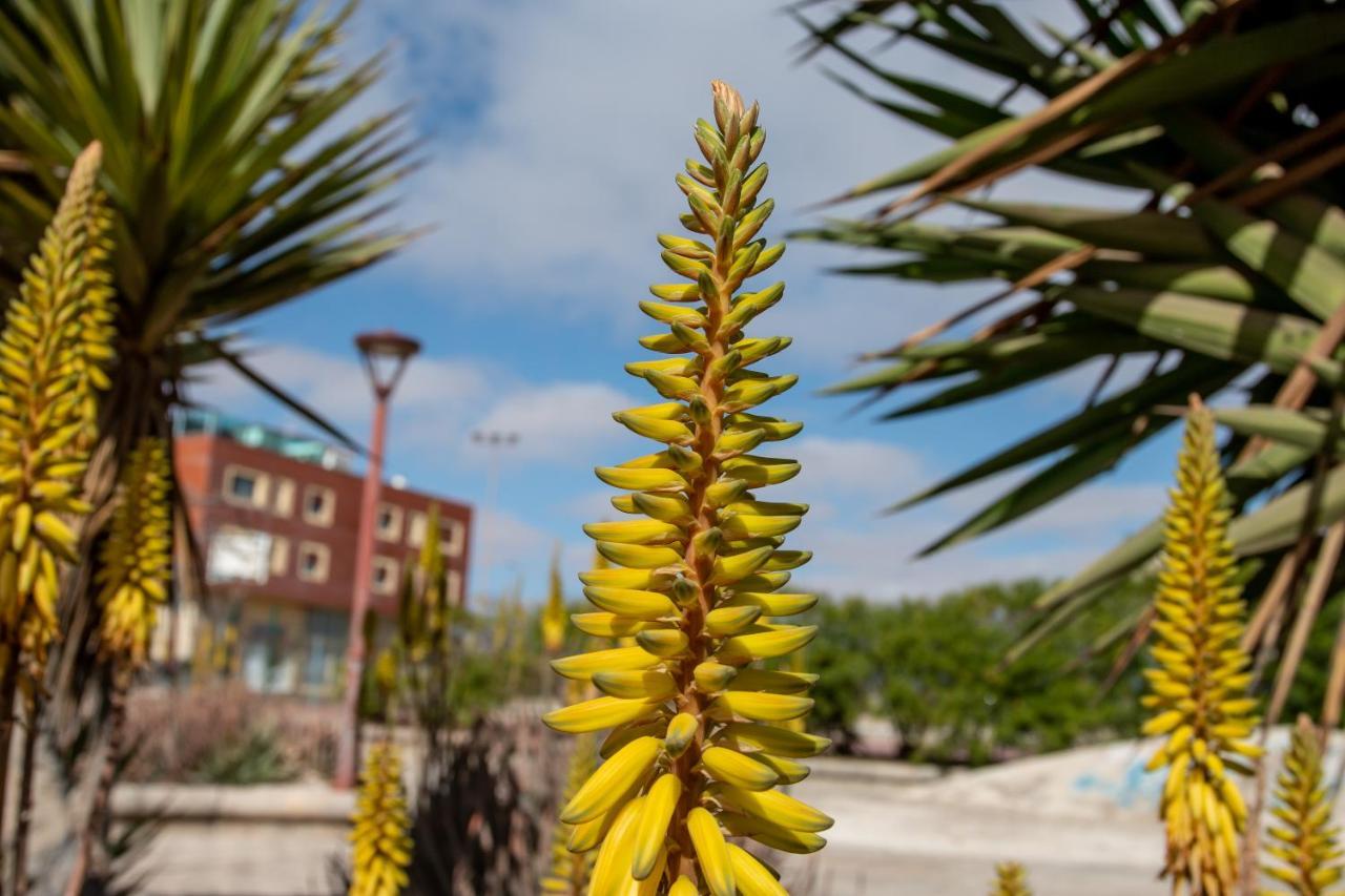 Le Poulpe Bleu Fuerteventura Chic And Relax Apartment ปูแอร์โต เดล โรซาริโอ ภายนอก รูปภาพ